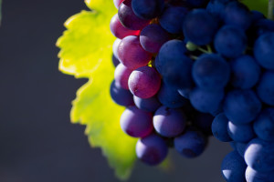 Grapes Wine